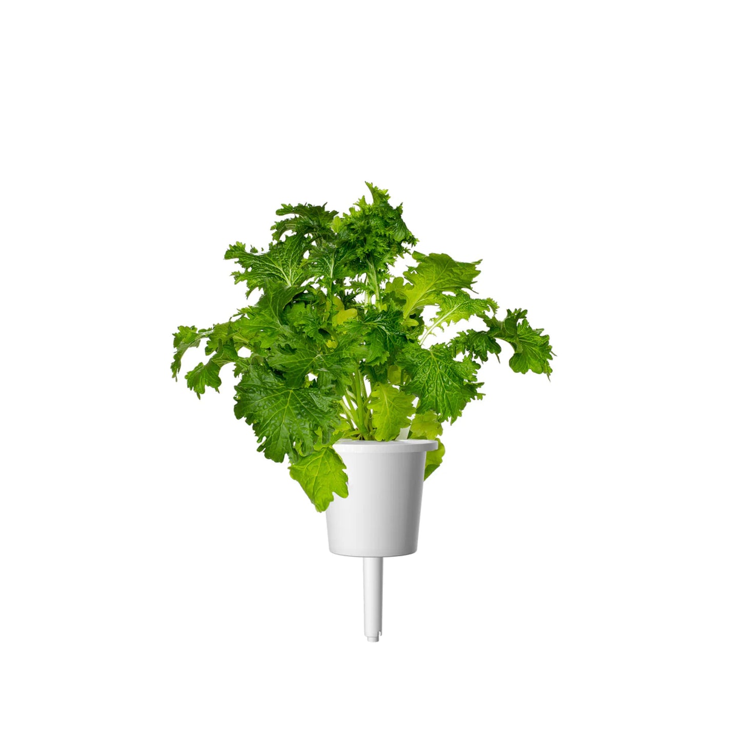 Гірчиця васабі від Click & Grow (змінний картридж на 3 врожаї)