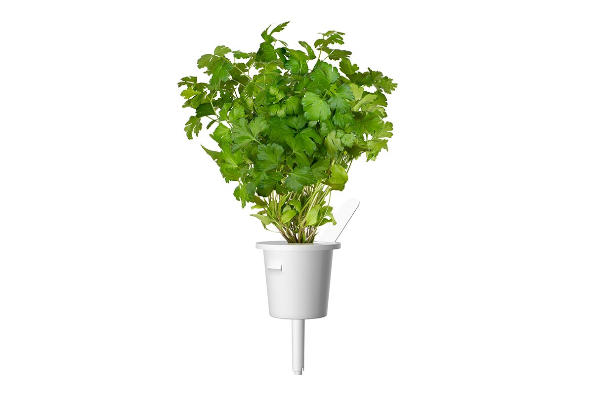 Петрушка від Click & Grow (змінний картридж на 3 врожаї)