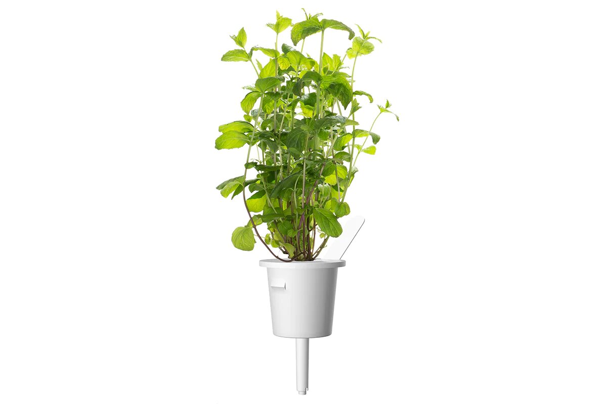 М'ята від Click & Grow (змінний картридж на 3 врожаї)