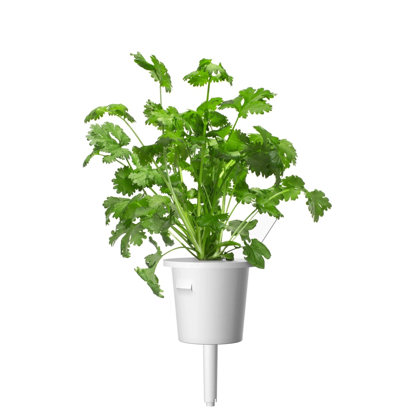 Коріандр від Click & Grow (змінний картридж на 3 врожаї)