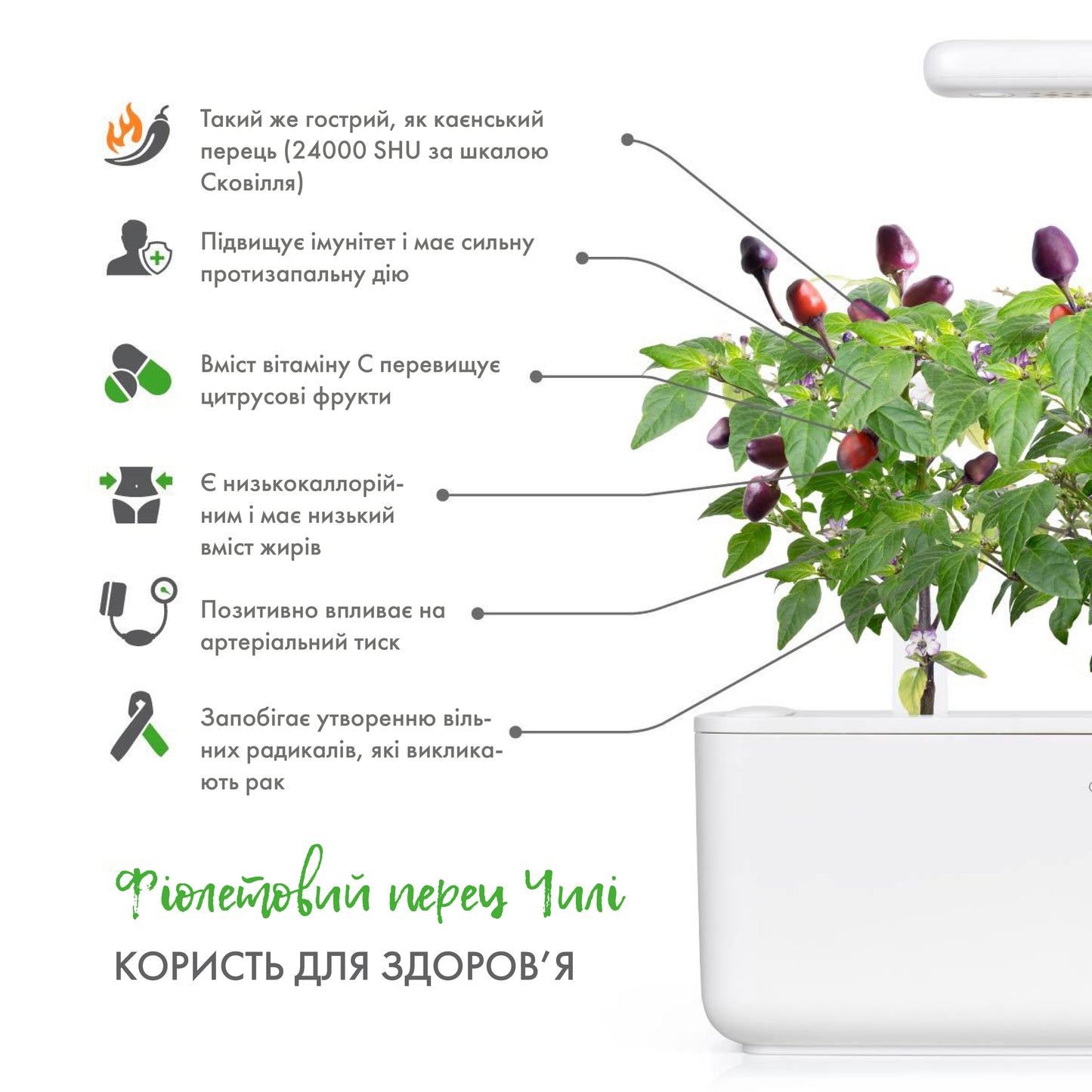 Перець чілі фіолетовий від Click&Grow (змінний картридж на 3 врожаї)