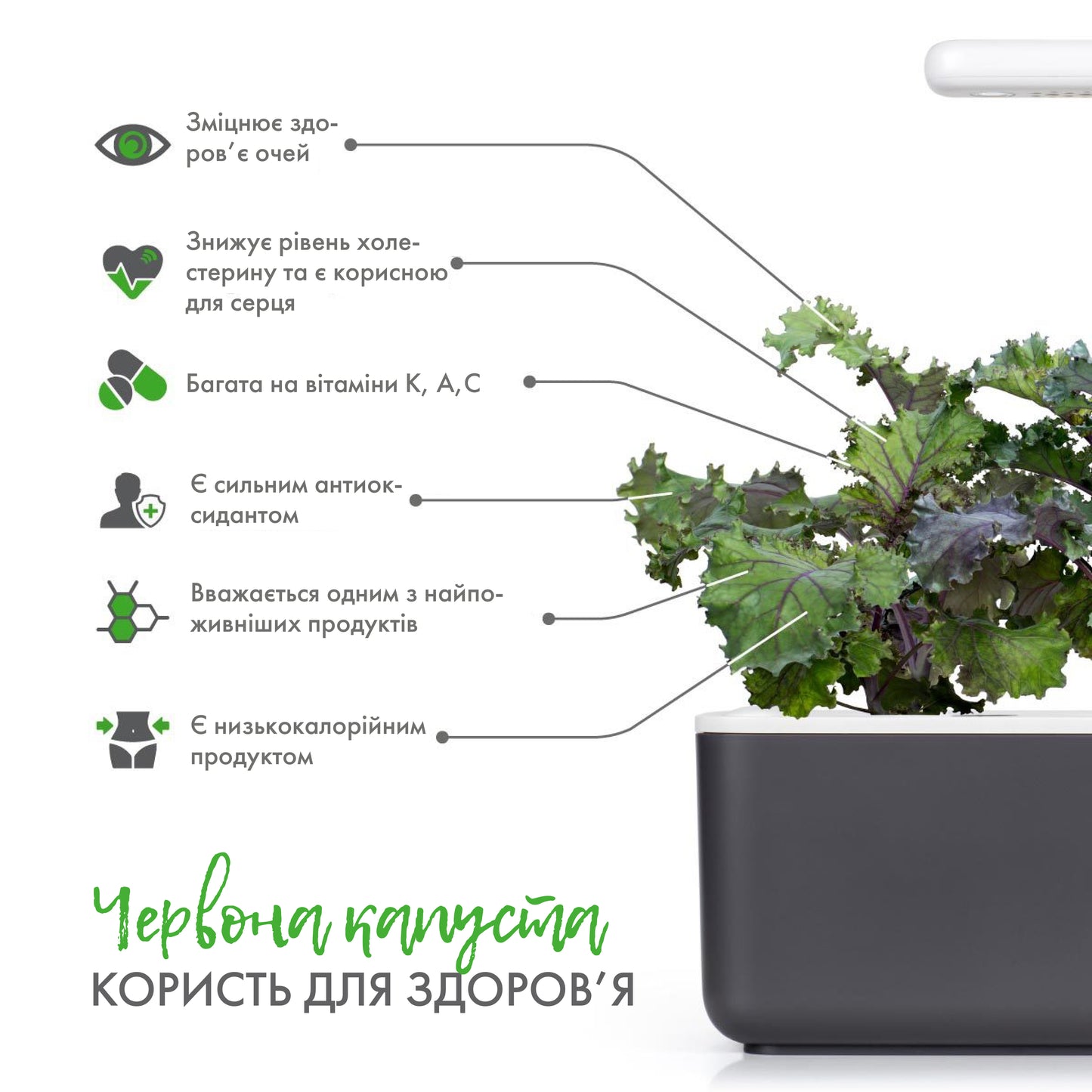 Червона капуста від Click & Grow (змінний картридж на 3 врожаї)
