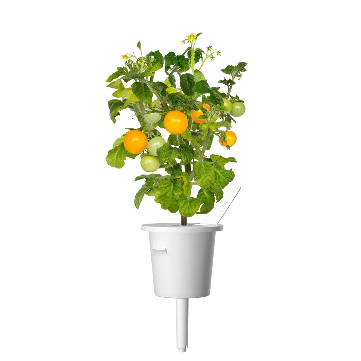Жовті томати від Click & Grow (змінний картридж на 3 врожаї)