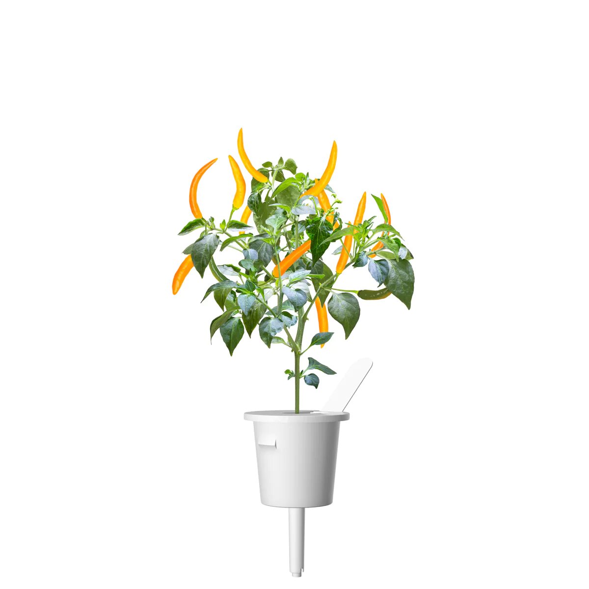Жовтий перець чілі від Click&Grow (змінний картридж на 3 врожаї)