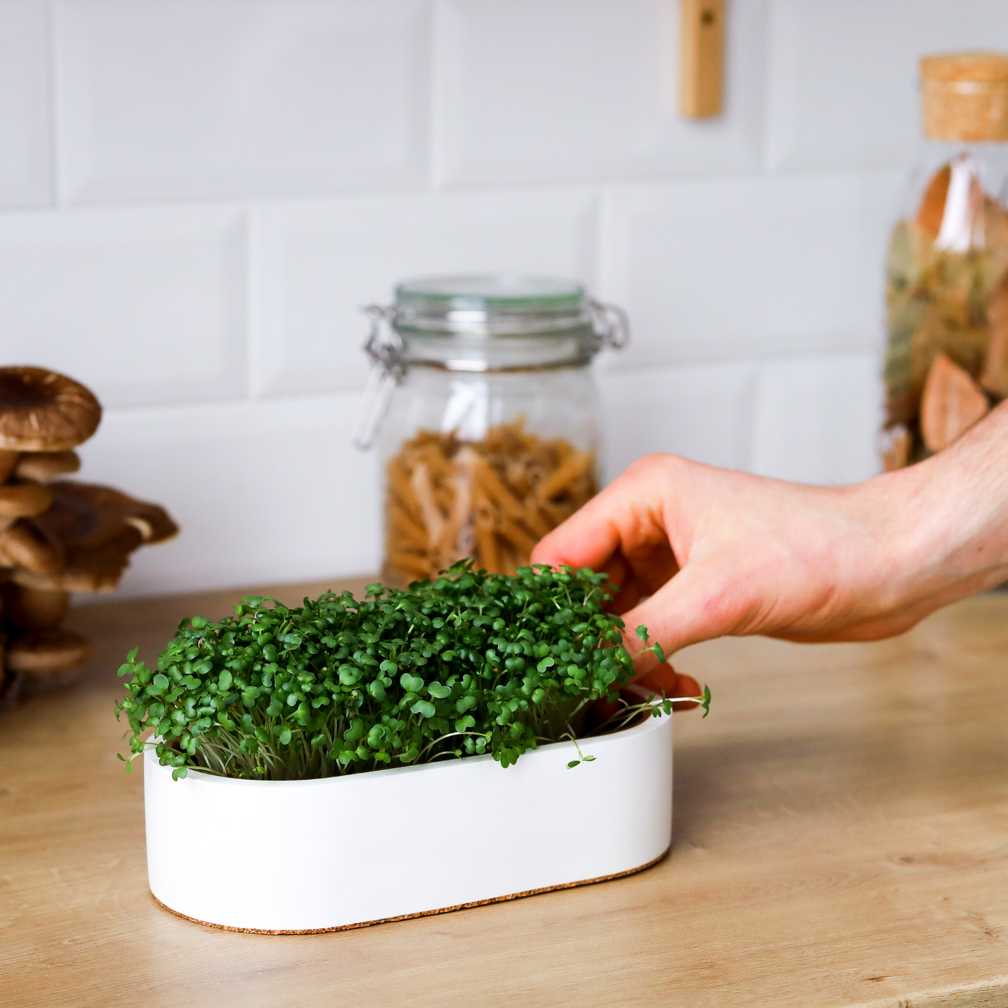 Выращивание микрозелени