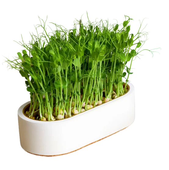 Набори для вирощування мікрозелені вдома