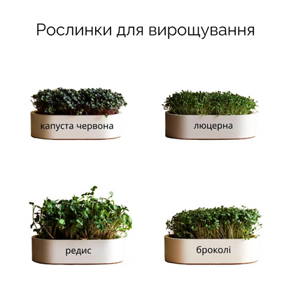 Керамічний набір для вирощування мікрозелені: популярні рослини
