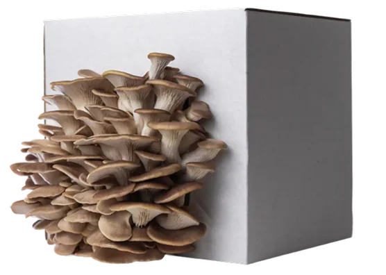 Набори грибів