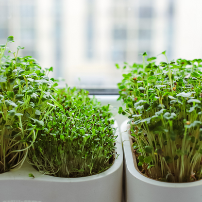 Стандартний набір для вирощування мікрозелені: популярні рослини