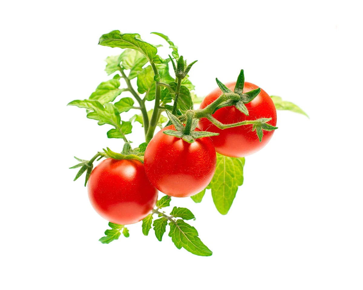 Червоні томати від Click & Grow (змінний картридж на 3 врожаї)