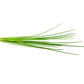 Зелена цибуля від Click & Grow (змінний картридж на 3 врожаї)