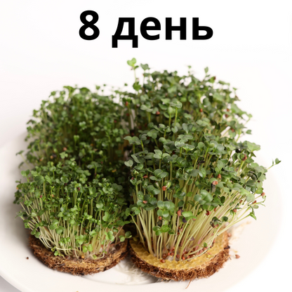 Набір для вирощування мікрозелені з 3-ма врожаями