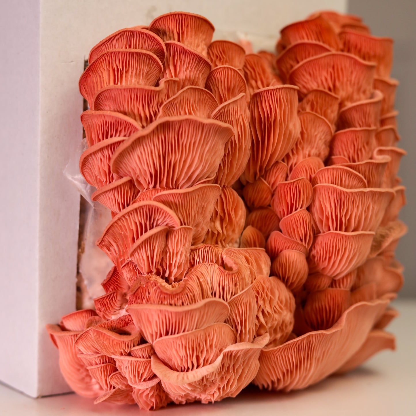 Набір для вирощування грибів: рожеві гливи (вєшанка)