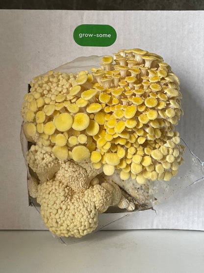 Набір для вирощування грибів: лимонні гливи (вєшанка)