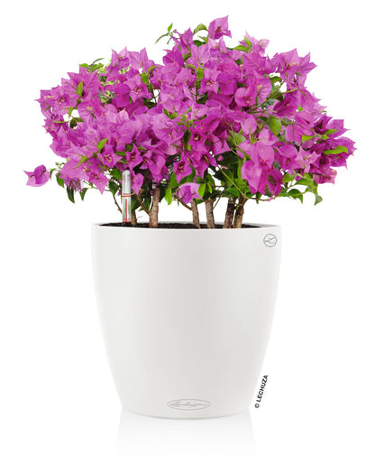 Вазон Lechuza Classico Color 28, білий
