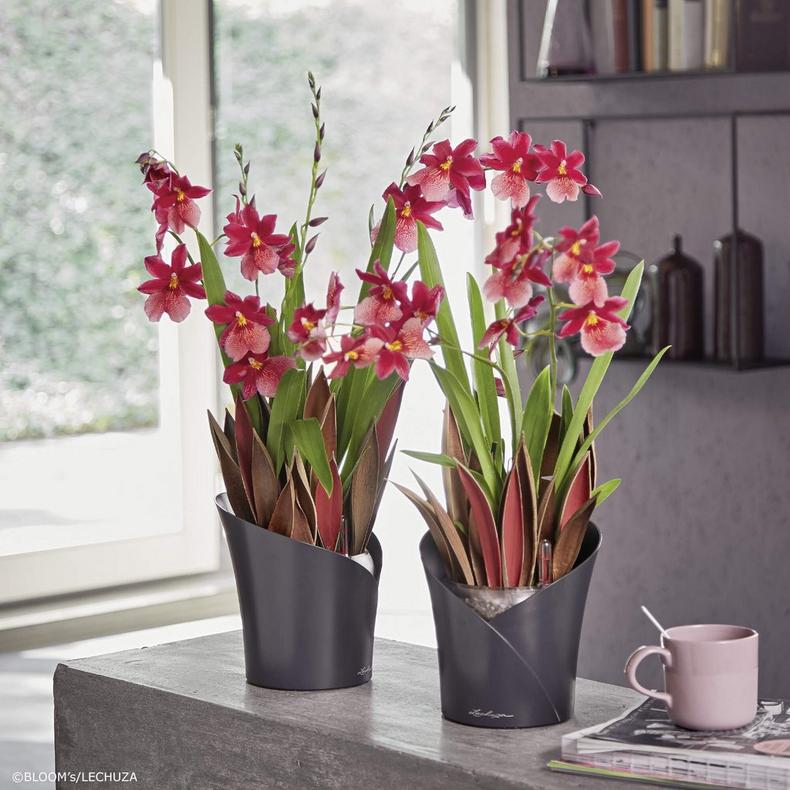 Вазон Lechuza Orchidea 20, сірий