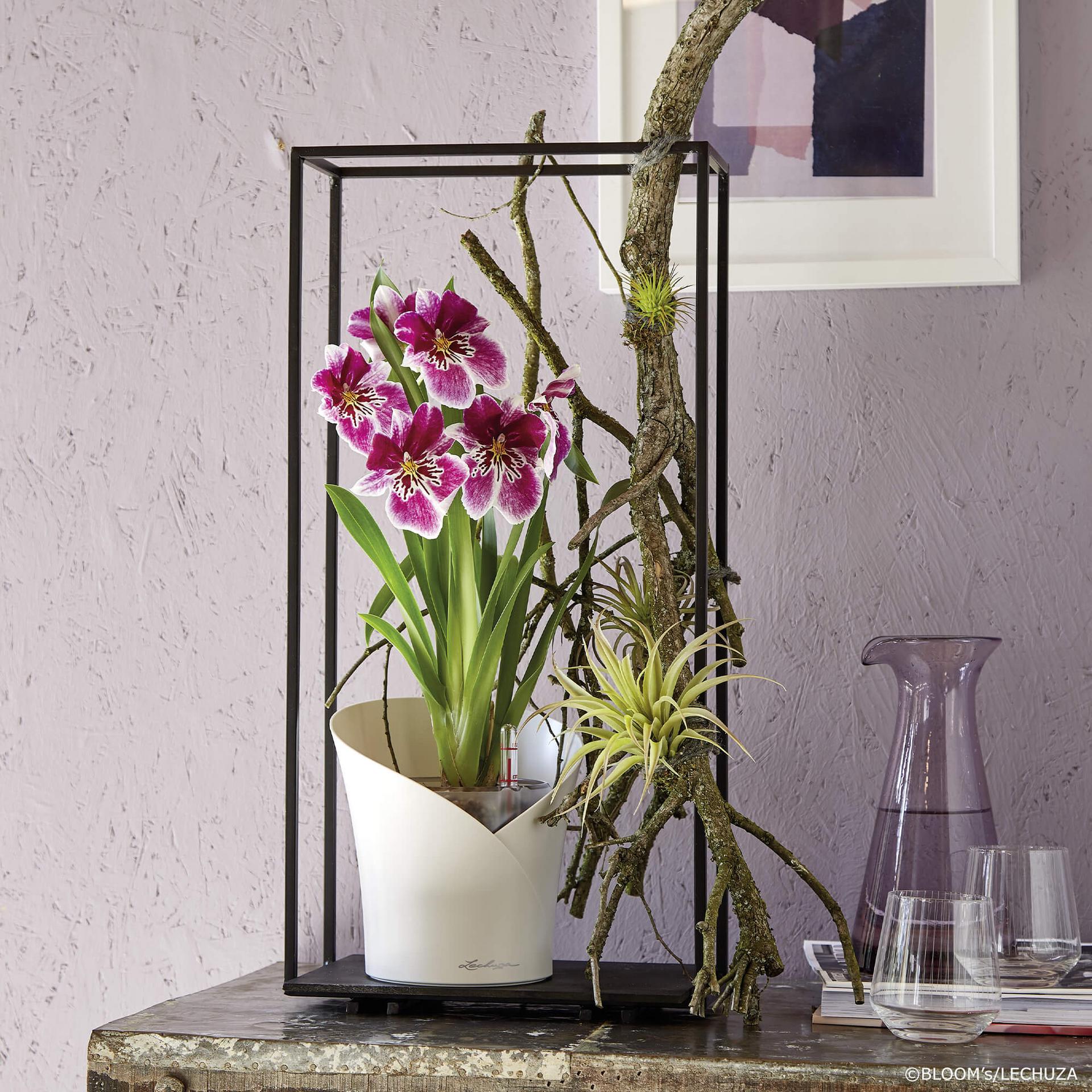 Вазон Lechuza Orchidea 20, білий