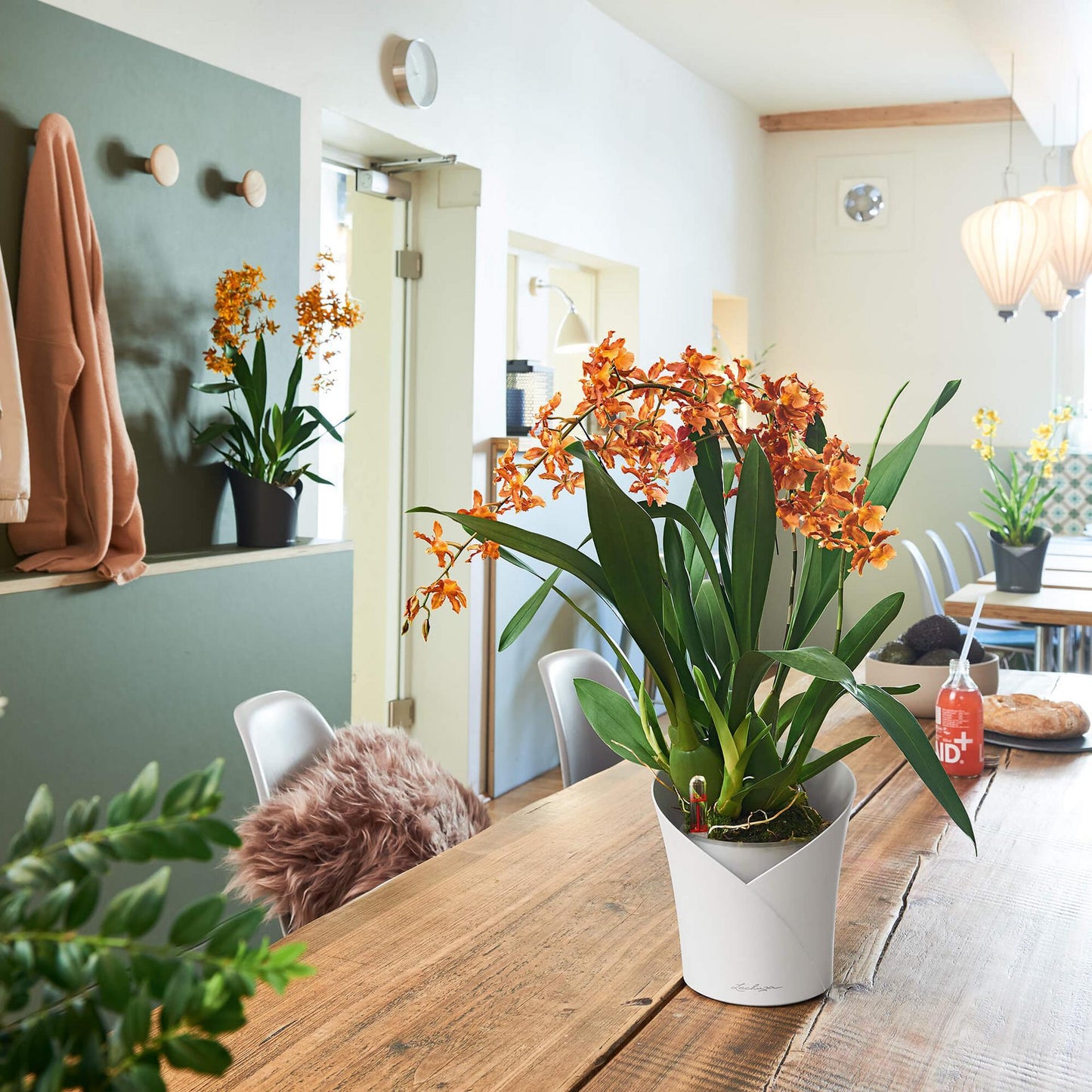 Вазон Lechuza Orchidea 20, білий