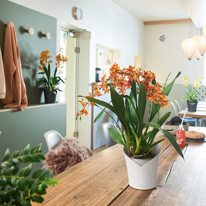 Вазон Lechuza Orchidea 20, білий