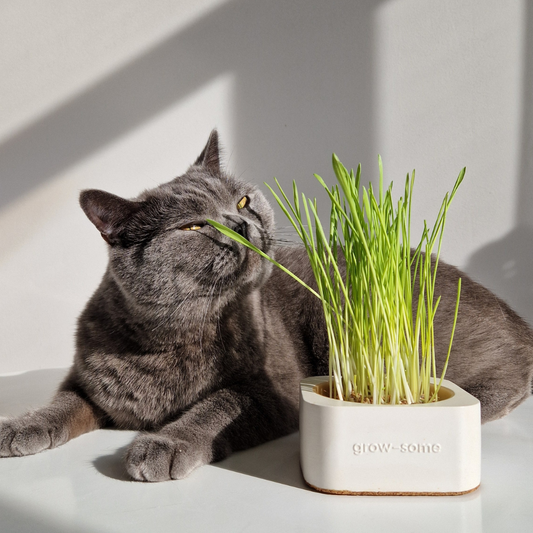 Міні набір для вирощування трави котикам