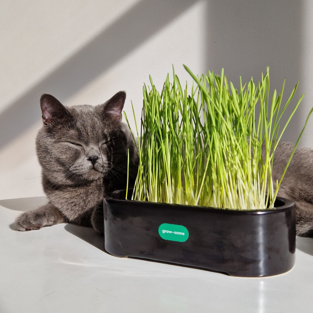 Набір для вирощування трави для котиків (кераміка)