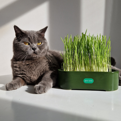 Набір для вирощування трави для котиків (кераміка)