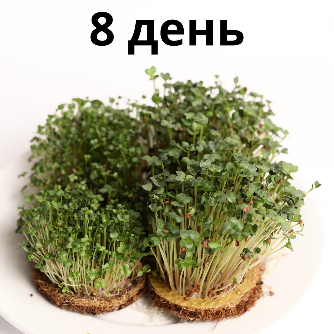 Набір для вирощування мікрозелені grow-some на 8-й день з густими зеленими паростками на лляних килимках