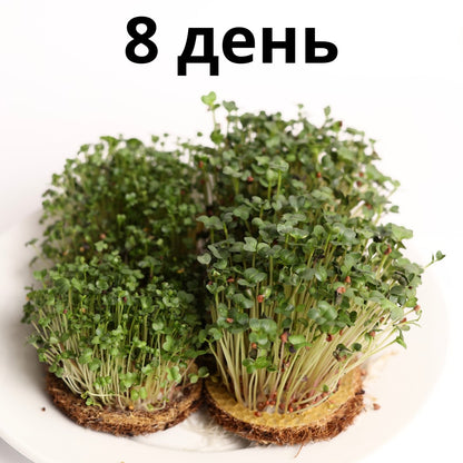 Набір для вирощування мікрозелені grow-some на 8-й день з густими зеленими паростками на лляних килимках