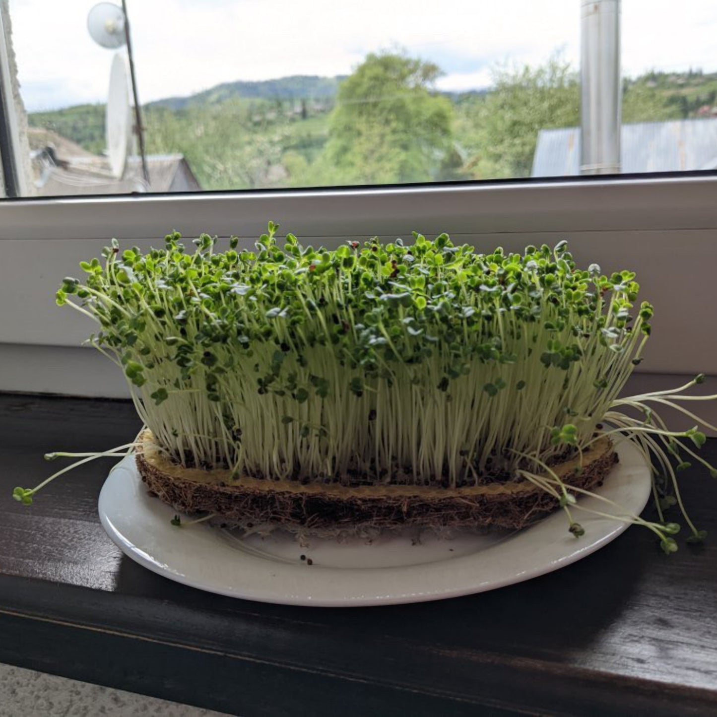 Набір для вирощування мікрозелені grow-some з килимком на підвіконні для швидкого врожаю вдома