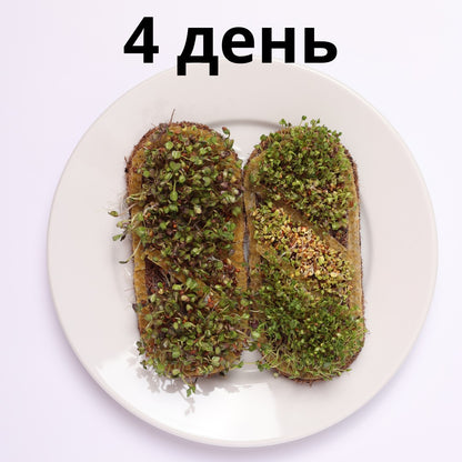 Набір для вирощування мікрозелені grow-some на 4-й день росту на кокосових килимках на білій тарілці