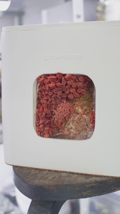 Універсальна грибниця для грибних блоків