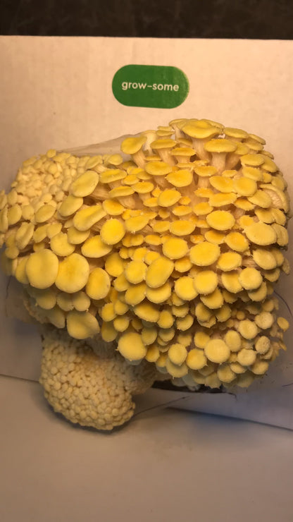 Набір для вирощування грибів: лимонні гливи (вєшанка)
