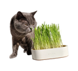 Трава котикам