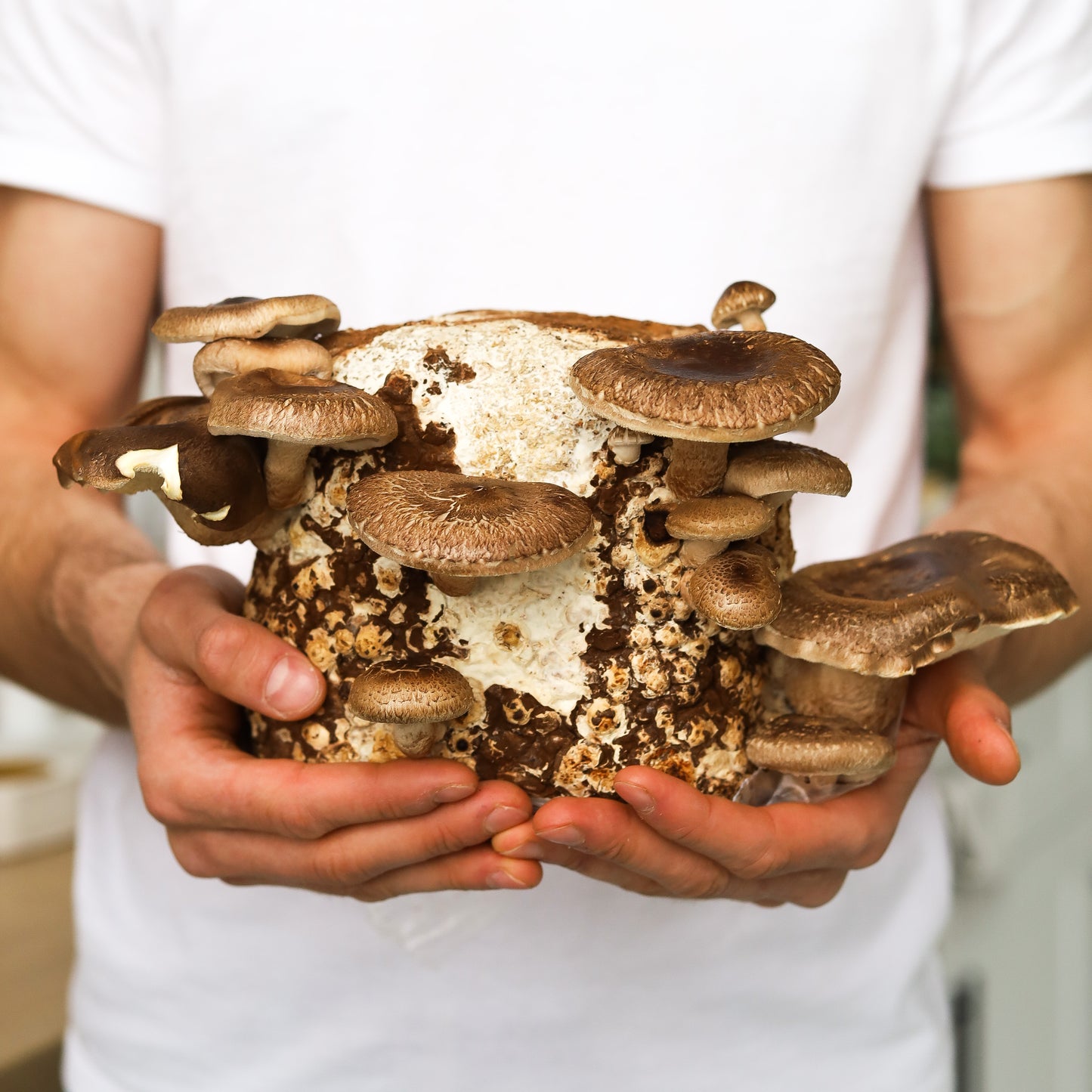 Набір для вирощування грибів шиїтаке