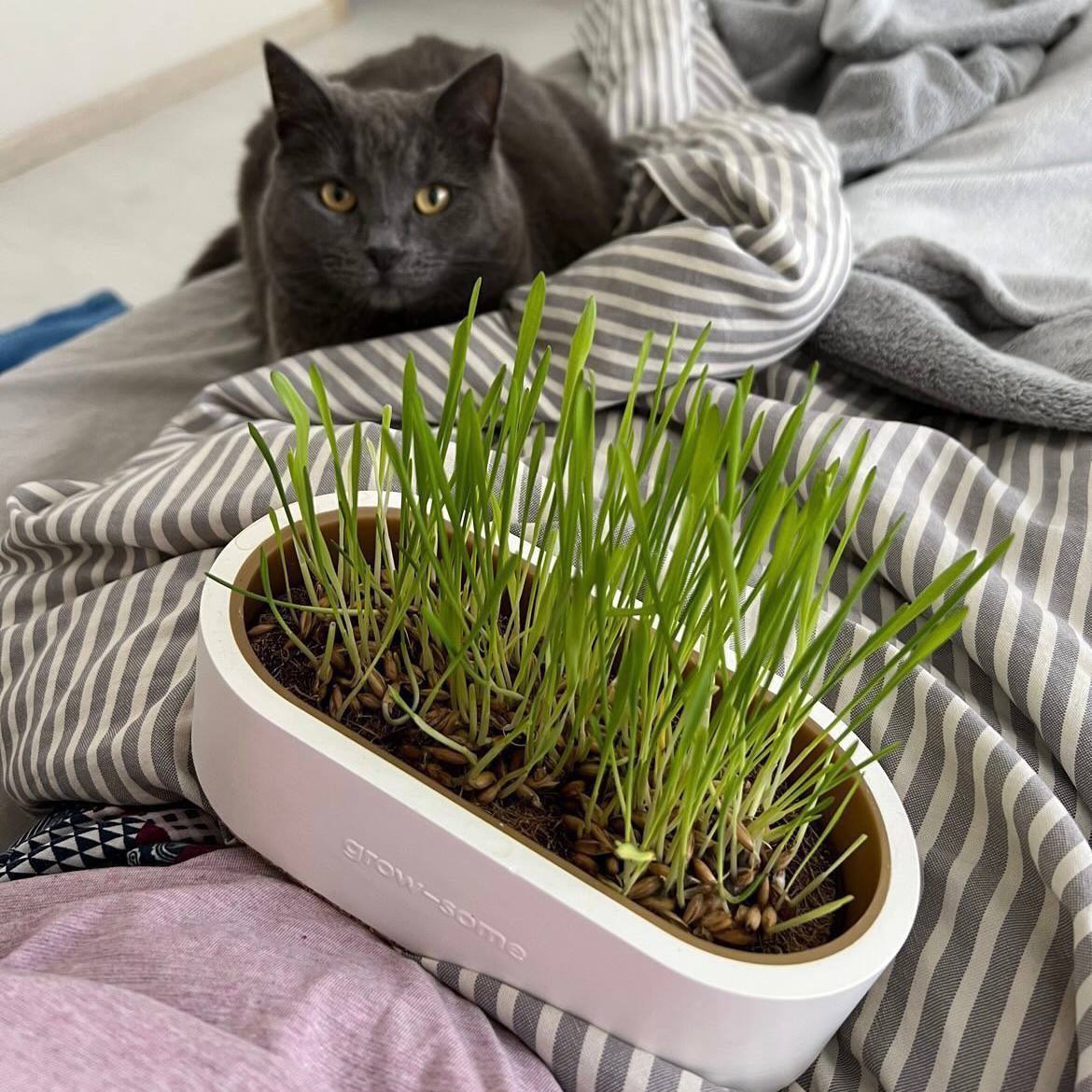 Набір для вирощування трави для котиків